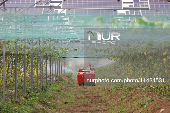 A villager is managing Chinese medicinal herbs grown in a photovoltaic plantation in Lihua village, Lianyungang city, East China's Jiangsu p...