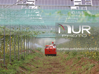 A villager is managing Chinese medicinal herbs grown in a photovoltaic plantation in Lihua village, Lianyungang city, East China's Jiangsu p...