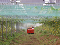 A villager is managing Chinese medicinal herbs grown in a photovoltaic plantation in Lihua village, Lianyungang city, East China's Jiangsu p...