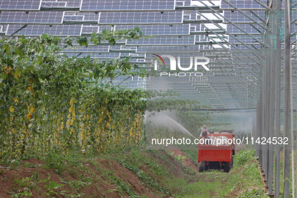 A villager is managing Chinese medicinal herbs grown in a photovoltaic plantation in Lihua village, Lianyungang city, East China's Jiangsu p...