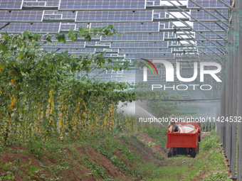 A villager is managing Chinese medicinal herbs grown in a photovoltaic plantation in Lihua village, Lianyungang city, East China's Jiangsu p...