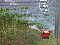 A villager is managing Chinese medicinal herbs grown in a photovoltaic plantation in Lihua village, Lianyungang city, East China's Jiangsu p...