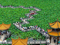 Visitors are viewing lotus flowers in full bloom at Zhaodi National Wetland Park in Anlong County, Qianxinan Buyi and Miao autonomous Prefec...