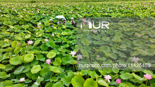 Visitors are viewing lotus flowers in full bloom at Zhaodi National Wetland Park in Anlong County, Qianxinan Buyi and Miao autonomous Prefec...