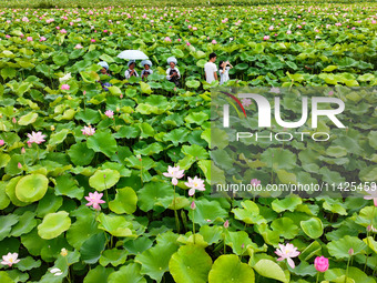 Visitors are viewing lotus flowers in full bloom at Zhaodi National Wetland Park in Anlong County, Qianxinan Buyi and Miao autonomous Prefec...