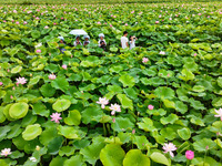 Visitors are viewing lotus flowers in full bloom at Zhaodi National Wetland Park in Anlong County, Qianxinan Buyi and Miao autonomous Prefec...