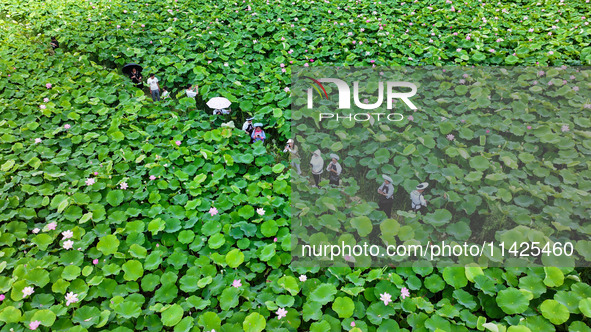 Visitors are viewing lotus flowers in full bloom at Zhaodi National Wetland Park in Anlong County, Qianxinan Buyi and Miao autonomous Prefec...