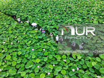 Visitors are viewing lotus flowers in full bloom at Zhaodi National Wetland Park in Anlong County, Qianxinan Buyi and Miao autonomous Prefec...