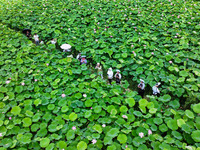 Visitors are viewing lotus flowers in full bloom at Zhaodi National Wetland Park in Anlong County, Qianxinan Buyi and Miao autonomous Prefec...