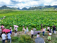 Visitors are viewing lotus flowers in full bloom at Zhaodi National Wetland Park in Anlong County, Qianxinan Buyi and Miao autonomous Prefec...