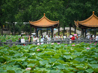 Visitors are viewing lotus flowers in full bloom at Zhaodi National Wetland Park in Anlong County, Qianxinan Buyi and Miao autonomous Prefec...