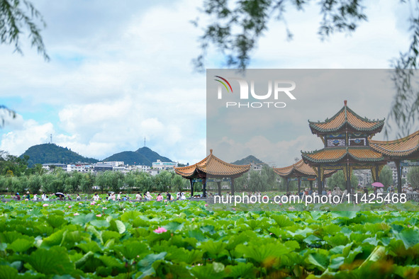 Visitors are viewing lotus flowers in full bloom at Zhaodi National Wetland Park in Anlong County, Qianxinan Buyi and Miao autonomous Prefec...