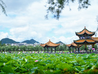 Visitors are viewing lotus flowers in full bloom at Zhaodi National Wetland Park in Anlong County, Qianxinan Buyi and Miao autonomous Prefec...