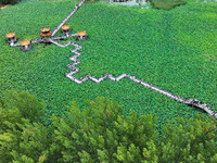 Visitors are viewing lotus flowers in full bloom at Zhaodi National Wetland Park in Anlong County, Qianxinan Buyi and Miao autonomous Prefec...