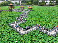 Visitors are viewing lotus flowers in full bloom at Zhaodi National Wetland Park in Anlong County, Qianxinan Buyi and Miao autonomous Prefec...