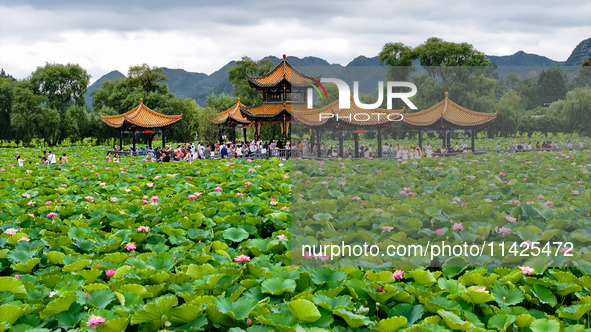 Visitors are viewing lotus flowers in full bloom at Zhaodi National Wetland Park in Anlong County, Qianxinan Buyi and Miao autonomous Prefec...