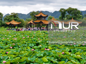 Visitors are viewing lotus flowers in full bloom at Zhaodi National Wetland Park in Anlong County, Qianxinan Buyi and Miao autonomous Prefec...