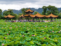 Visitors are viewing lotus flowers in full bloom at Zhaodi National Wetland Park in Anlong County, Qianxinan Buyi and Miao autonomous Prefec...