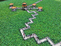 Visitors are viewing lotus flowers in full bloom at Zhaodi National Wetland Park in Anlong County, Qianxinan Buyi and Miao autonomous Prefec...