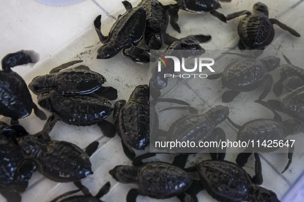 Olive ridley turtle hatchlings (Lepidochelys Olivacea) are being seen before being released into the wild at Goa Cemara Beach, Bantul, Yogya...