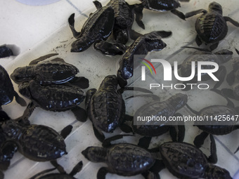 Olive ridley turtle hatchlings (Lepidochelys Olivacea) are being seen before being released into the wild at Goa Cemara Beach, Bantul, Yogya...