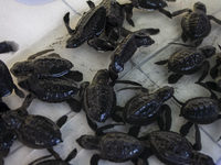 Olive ridley turtle hatchlings (Lepidochelys Olivacea) are being seen before being released into the wild at Goa Cemara Beach, Bantul, Yogya...