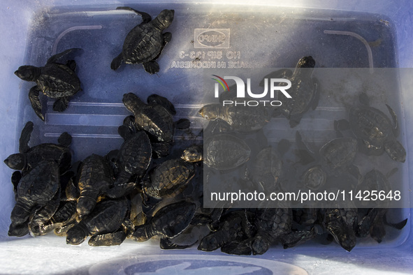 Olive ridley turtle hatchlings (Lepidochelys Olivacea) are being seen before being released into the wild at Goa Cemara Beach, Bantul, Yogya...