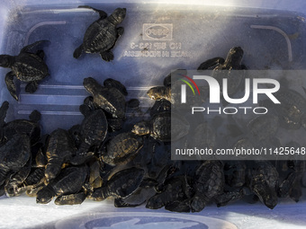 Olive ridley turtle hatchlings (Lepidochelys Olivacea) are being seen before being released into the wild at Goa Cemara Beach, Bantul, Yogya...