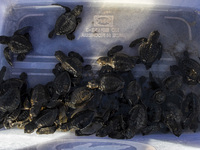 Olive ridley turtle hatchlings (Lepidochelys Olivacea) are being seen before being released into the wild at Goa Cemara Beach, Bantul, Yogya...