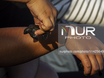 A child is holding an olive ridley turtle hatchling (Lepidochelys Olivacea) before releasing it into the wild at Goa Cemara Beach, Bantul, Y...