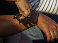 A child is holding an olive ridley turtle hatchling (Lepidochelys Olivacea) before releasing it into the wild at Goa Cemara Beach, Bantul, Y...