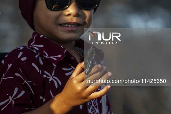 A child is holding an olive ridley turtle hatchling (Lepidochelys Olivacea) before releasing it into the wild at Goa Cemara Beach, Bantul, Y...