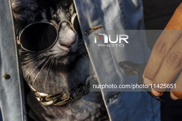 A man is holding an olive ridley turtle hatchling (Lepidochelys Olivacea) before releasing it into the wild at Goa Cemara Beach, Bantul, Yog...