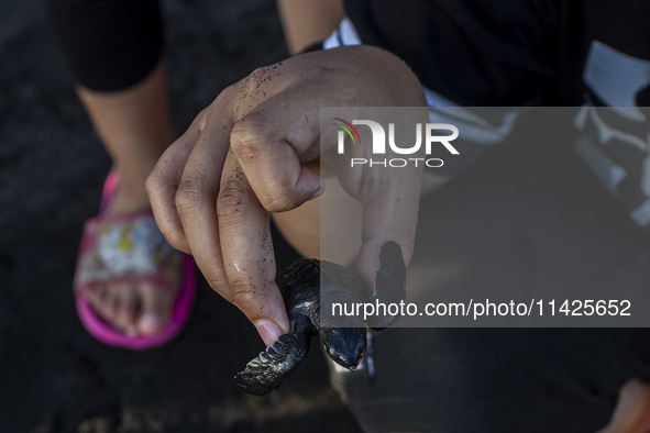 A child is holding an olive ridley turtle hatchling (Lepidochelys Olivacea) before releasing it into the wild at Goa Cemara Beach, Bantul, Y...