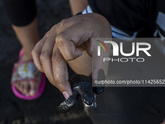 A child is holding an olive ridley turtle hatchling (Lepidochelys Olivacea) before releasing it into the wild at Goa Cemara Beach, Bantul, Y...