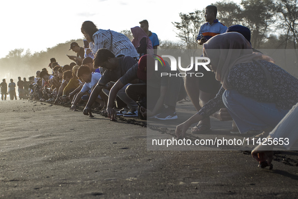 People are releasing the olive ridley turtle hatchlings (Lepidochelys Olivacea) at Goa Cemara Beach, Bantul, Yogyakarta, Indonesia, on July...