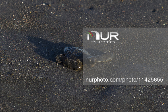 The olive ridley sea turtle hatchling (Lepidochelys Olivacea) is walking into the ocean as it is being released into the wild at Goa Cemara...