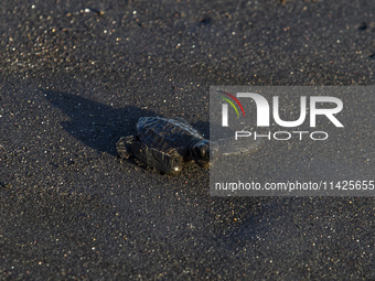 The olive ridley sea turtle hatchling (Lepidochelys Olivacea) is walking into the ocean as it is being released into the wild at Goa Cemara...