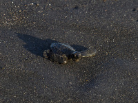 The olive ridley sea turtle hatchling (Lepidochelys Olivacea) is walking into the ocean as it is being released into the wild at Goa Cemara...