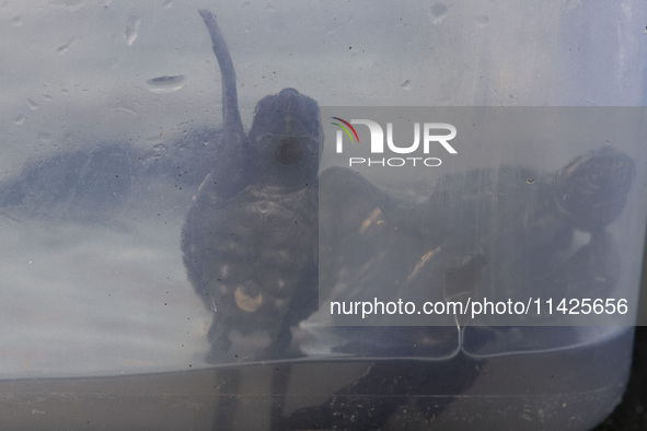 Olive ridley turtle hatchlings (Lepidochelys Olivacea) are being seen before being released into the wild at Goa Cemara Beach, Bantul, Yogya...