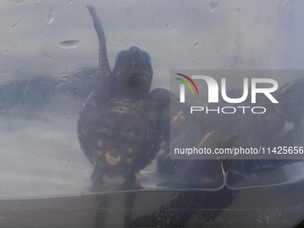 Olive ridley turtle hatchlings (Lepidochelys Olivacea) are being seen before being released into the wild at Goa Cemara Beach, Bantul, Yogya...