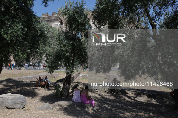 A group of tourists is sheltering from the sun under olive trees in front of the Colosseum in Rome, Italy, on July 21, 2024. 