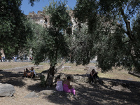 A group of tourists is sheltering from the sun under olive trees in front of the Colosseum in Rome, Italy, on July 21, 2024. (