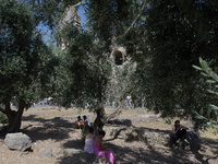 A group of tourists is sheltering from the sun under olive trees in front of the Colosseum in Rome, Italy, on July 21, 2024. (