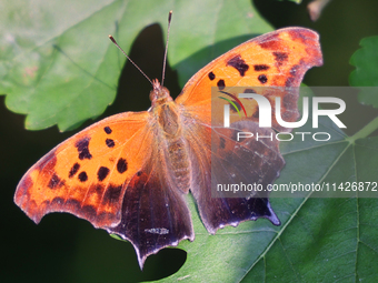 A Question Mark butterfly (Polygonia interrogationis) is resting on a leaf in Toronto, Ontario, Canada, on July 13, 2024. (