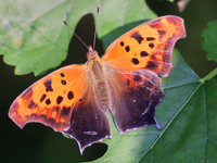 A Question Mark butterfly (Polygonia interrogationis) is resting on a leaf in Toronto, Ontario, Canada, on July 13, 2024. (