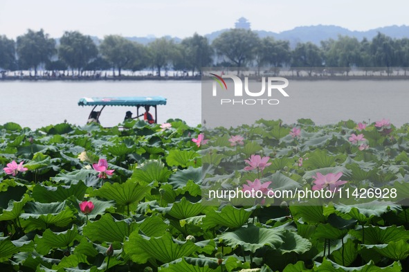 Tourists are taking a boat ride to see lotus flowers blooming on the West Lake in Hangzhou, China, on July 22, 2024. 