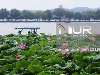 Tourists are taking a boat ride to see lotus flowers blooming on the West Lake in Hangzhou, China, on July 22, 2024. (