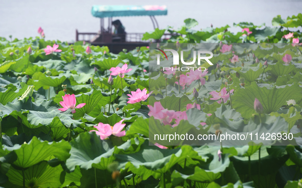 Tourists are taking a boat ride to see lotus flowers blooming on the West Lake in Hangzhou, China, on July 22, 2024. 