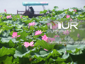 Tourists are taking a boat ride to see lotus flowers blooming on the West Lake in Hangzhou, China, on July 22, 2024. (